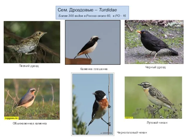 Сем. Дроздовые – Turdidae Более 300 видов в России около