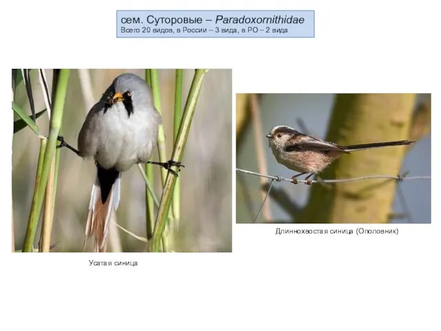 сем. Суторовые – Paradoxornithidae Всего 20 видов, в России –