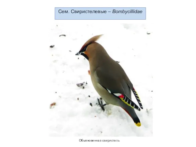 Сем. Свиристелевые – Bombycillidae Обыкновенная свиристель