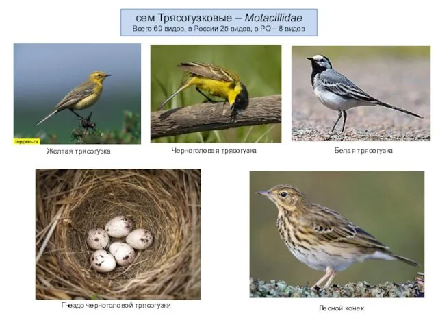 сем Трясогузковые – Motacillidae Всего 60 видов, в России 25