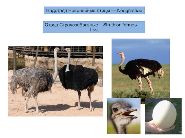 Надотряд Новонёбные птицы — Neognathae Отряд Страусообразные – Struthioniformes 1 вид