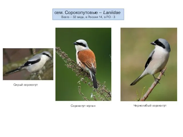 сем. Сорокопутовые – Laniidae Всего – 32 вида, в России