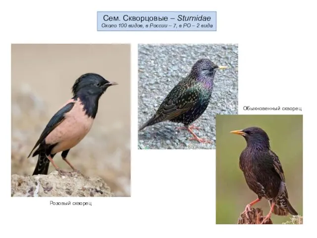 Сем. Скворцовые – Sturnidae Около 100 видов, в России –