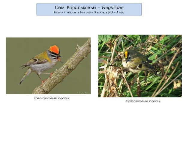 Сем. Корольковые – Regulidae Всего 7 видов, в России –
