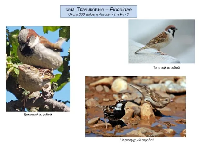 сем. Ткачиковые – Ploceidae Около 300 видов, в России -