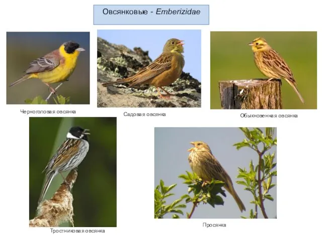 Овсянковые - Emberizidae Обыкновенная овсянка Черноголовая овсянка Садовая овсянка Тростниковая овсянка Просянка