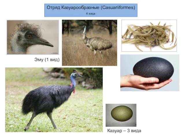 Отряд Казуарообразные (Casuariiformes) 4 вида Эму (1 вид) Казуар – 3 вида