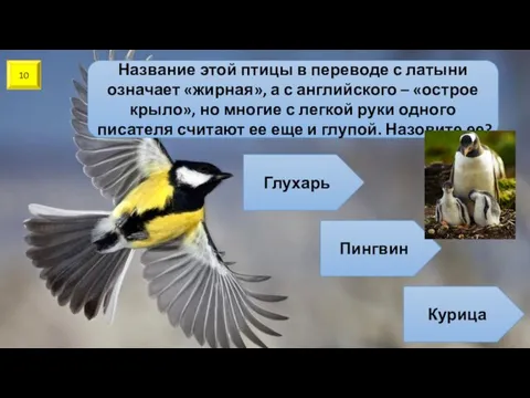 10 Название этой птицы в переводе с латыни означает «жирная»,