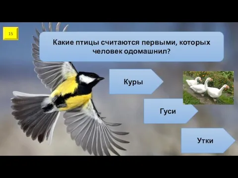 15 Какие птицы считаются первыми, которых человек одомашнил? Куры Гуси Утки