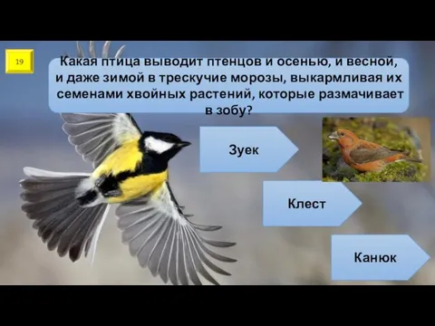 19 Какая птица выводит птенцов и осенью, и весной, и
