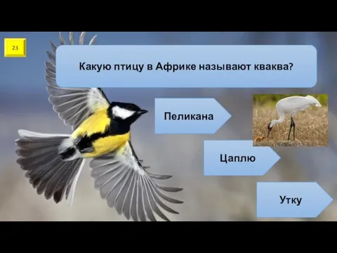 23 Какую птицу в Африке называют кваква? Пеликана Цаплю Утку