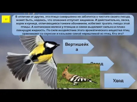 37 В отличии от других, эта птица совершенно не заботится