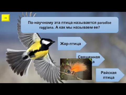 43 По-научному эта птица называется paradise raggiana. А как мы