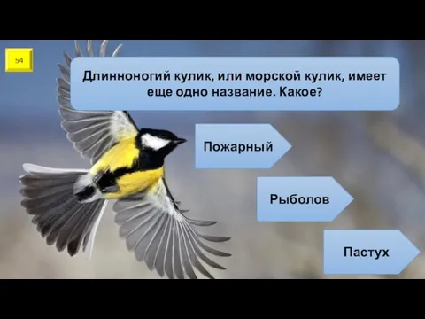 54 Длинноногий кулик, или морской кулик, имеет еще одно название. Какое? Пожарный Рыболов Пастух