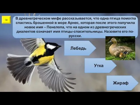 58 В древнегреческом мифе рассказывается, что одна птица помогла спастись