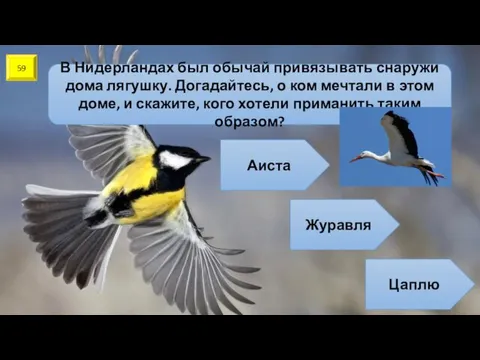 59 В Нидерландах был обычай привязывать снаружи дома лягушку. Догадайтесь,