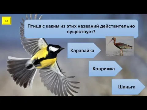 63 Птица с каким из этих названий действительно существует? Каравайка Коврижка Шаньга