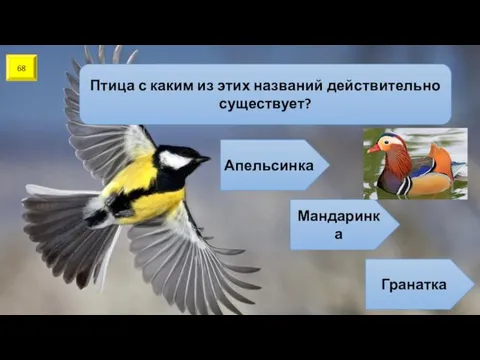 68 Птица с каким из этих названий действительно существует? Апельсинка Мандаринка Гранатка