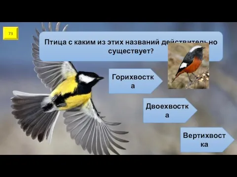 73 Птица с каким из этих названий действительно существует? Горихвостка Двоехвостка Вертихвостка