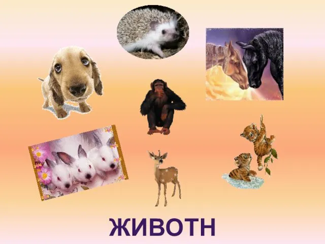 ЖИВОТНЫЕ