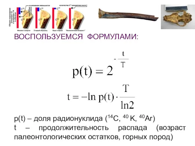 ВОСПОЛЬЗУЕМСЯ ФОРМУЛАМИ: p(t) – доля радионуклида (14C, 40 K, 40Ar)