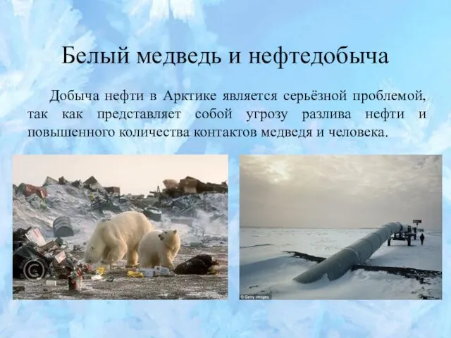 Белый медведь и нефтедобыча Добыча нефти в Арктике является серьёзной