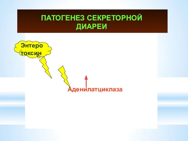 ПАТОГЕНЕЗ СЕКРЕТОРНОЙ ДИАРЕИ Энтеротоксин Аденилатциклаза