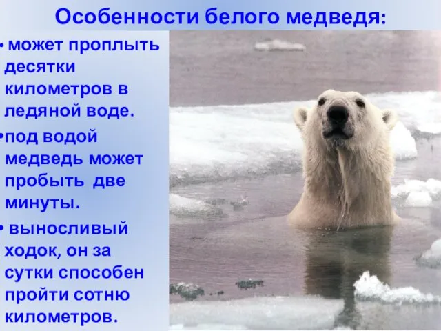 Особенности белого медведя: может проплыть десятки километров в ледяной воде.