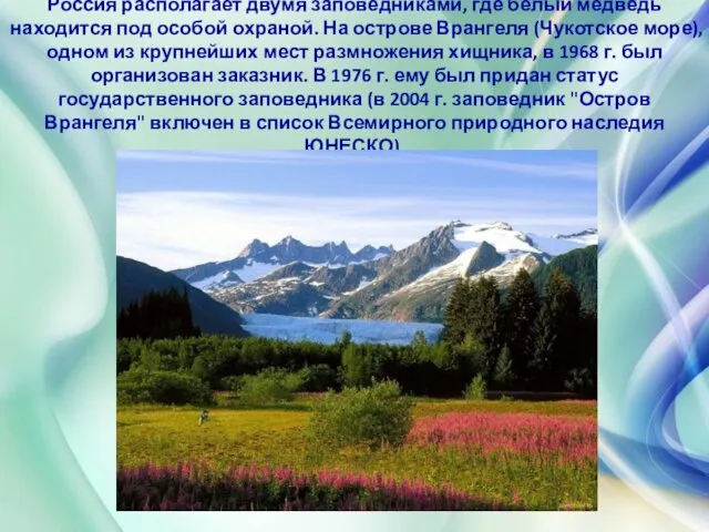 Россия располагает двумя заповедниками, где белый медведь находится под особой