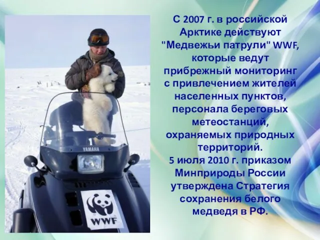 С 2007 г. в российской Арктике действуют "Медвежьи патрули" WWF,