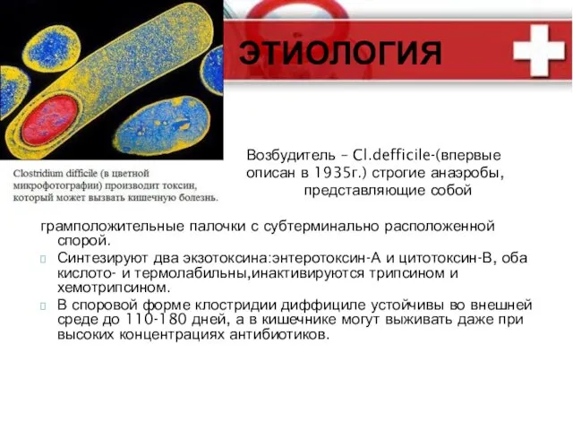 Возбудитель – Cl.defficile-(впервые описан в 1935г.) строгие анаэробы, представляющие собой грамположительные палочки с