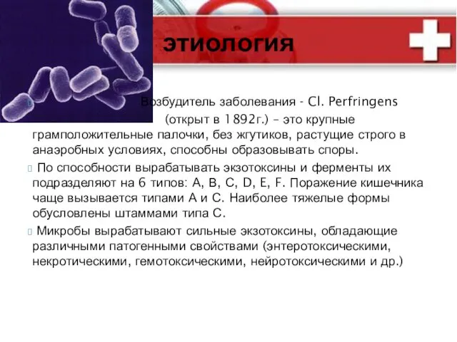 Возбудитель заболевания - Cl. Perfringens (открыт в 1892г.) – это крупные грамположительные палочки,