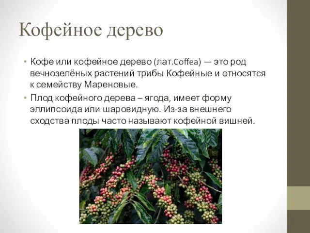Кофейное дерево Кофе или кофейное дерево (лат.Coffea) — это род