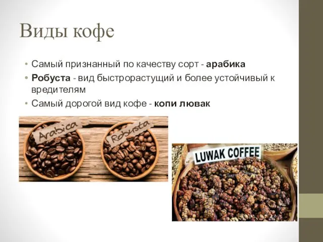 Виды кофе Самый признанный по качеству сорт - арабика Робуста