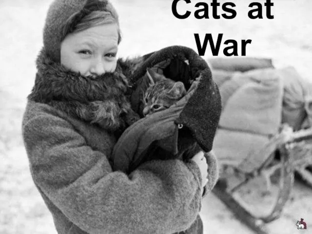 Cats at War