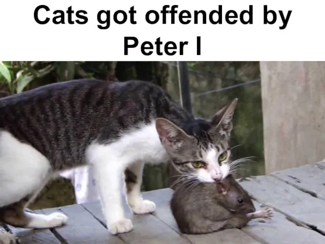 Cats got offended by Peter I