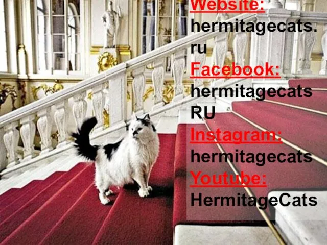 Website: hermitagecats.ru Facebook: hermitagecatsRU Instagram: hermitagecats Youtube: HermitageCats