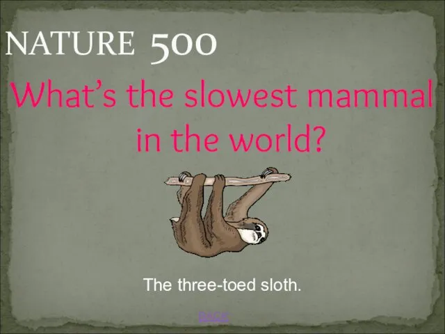 BACK The three-toed sloth. NATURE 500 What’s the slowest mammal in the world?