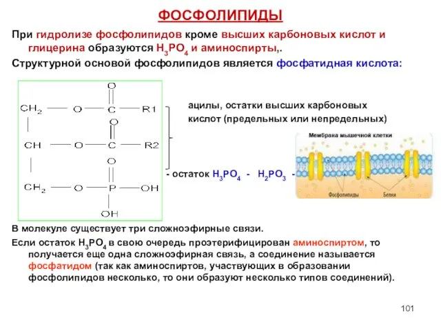 ФОСФОЛИПИДЫ При гидролизе фосфолипидов кроме высших карбоновых кислот и глицерина