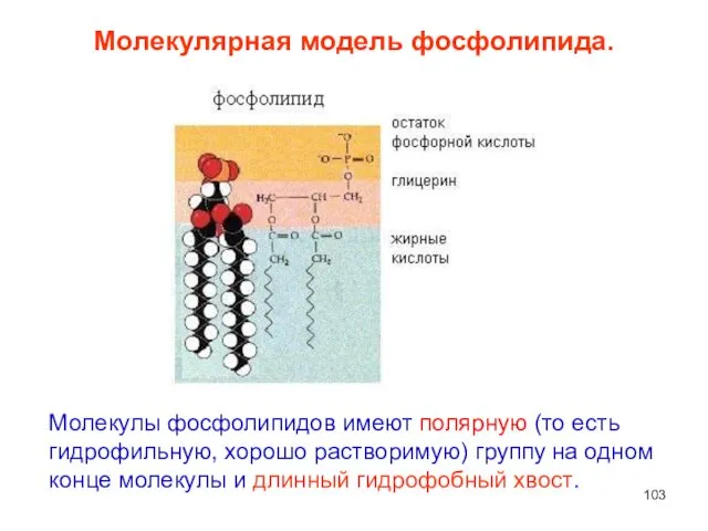 Молекулярная модель фосфолипида. Молекулы фосфолипидов имеют полярную (то есть гидрофильную,