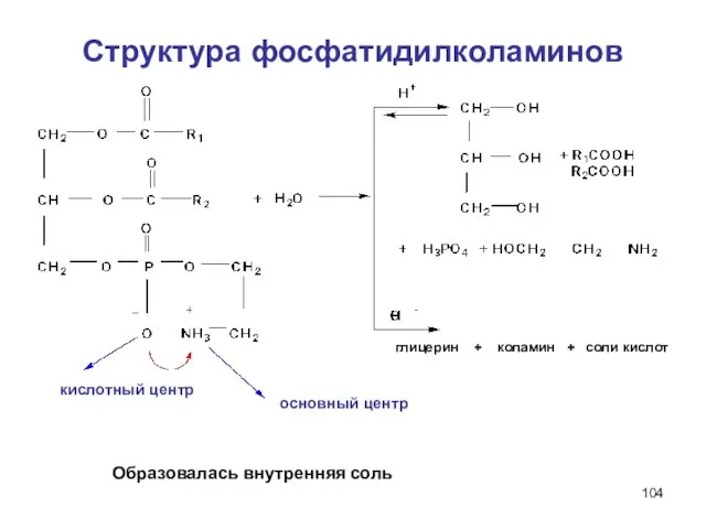 Структура фосфатидилколаминов глицерин + коламин + соли кислот Образовалась внутренняя соль основный центр кислотный центр
