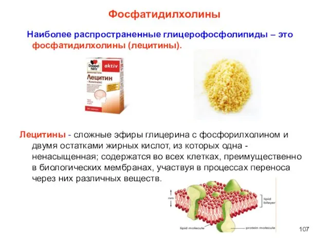 Фосфатидилхолины Наиболее распространенные глицерофосфолипиды – это фосфатидилхолины (лецитины). Лецитины -