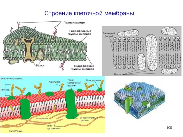 Строение клеточной мембраны