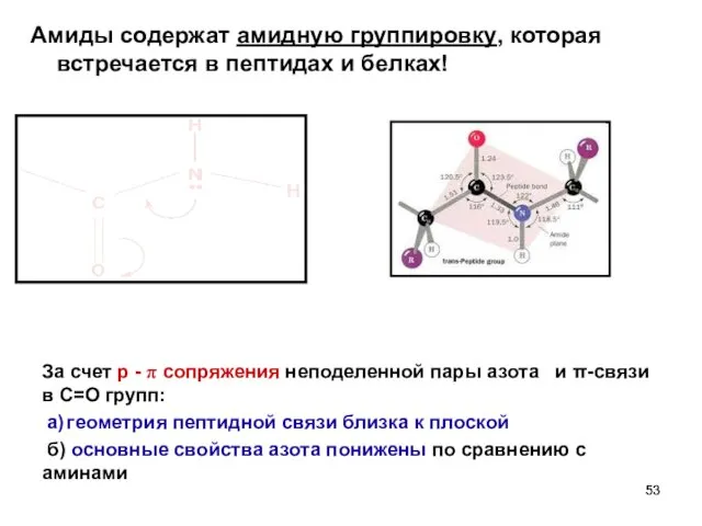 Амиды содержат амидную группировку, которая встречается в пептидах и белках!