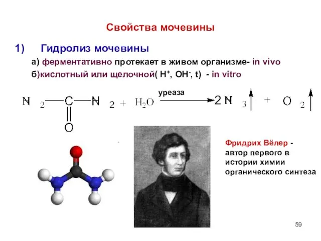 Свойства мочевины Гидролиз мочевины а) ферментативно протекает в живом организме-