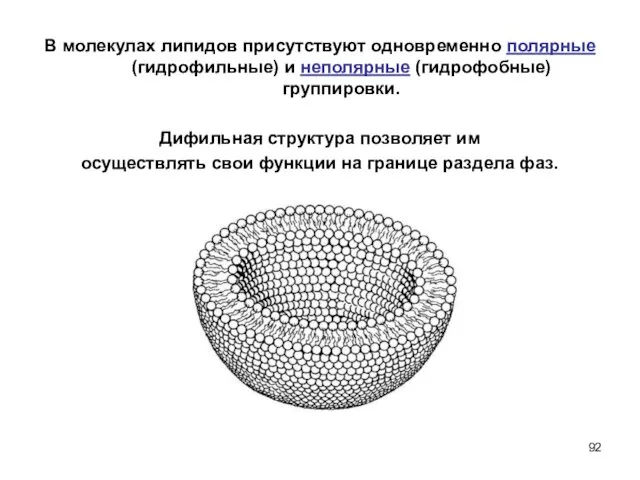 В молекулах липидов присутствуют одновременно полярные (гидрофильные) и неполярные (гидрофобные)
