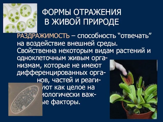 ФОРМЫ ОТРАЖЕНИЯ В ЖИВОЙ ПРИРОДЕ РАЗДРАЖИМОСТЬ – способность “отвечать” на