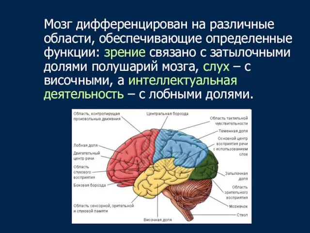 Мозг дифференцирован на различные области, обеспечивающие определенные функции: зрение связано