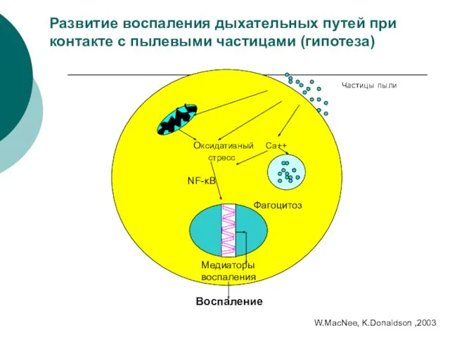 Оксидативный Ca++ стресс NF-κB Фагоцитоз Медиаторы воспаления Воспаление Частицы пыли