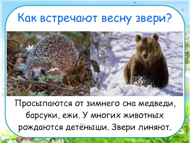 Как встречают весну звери? Просыпаются от зимнего сна медведи, барсуки,